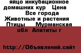 яйцо инкубационное домашних кур › Цена ­ 25 - Все города Животные и растения » Птицы   . Мурманская обл.,Апатиты г.